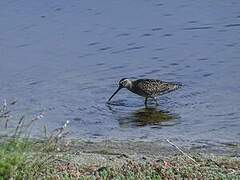 Long-billed Dowitcher