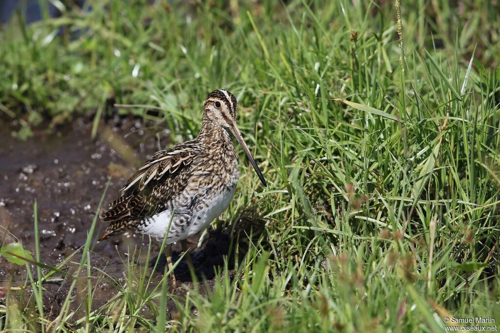 Common Snipeadult