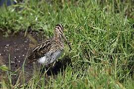 Common Snipe