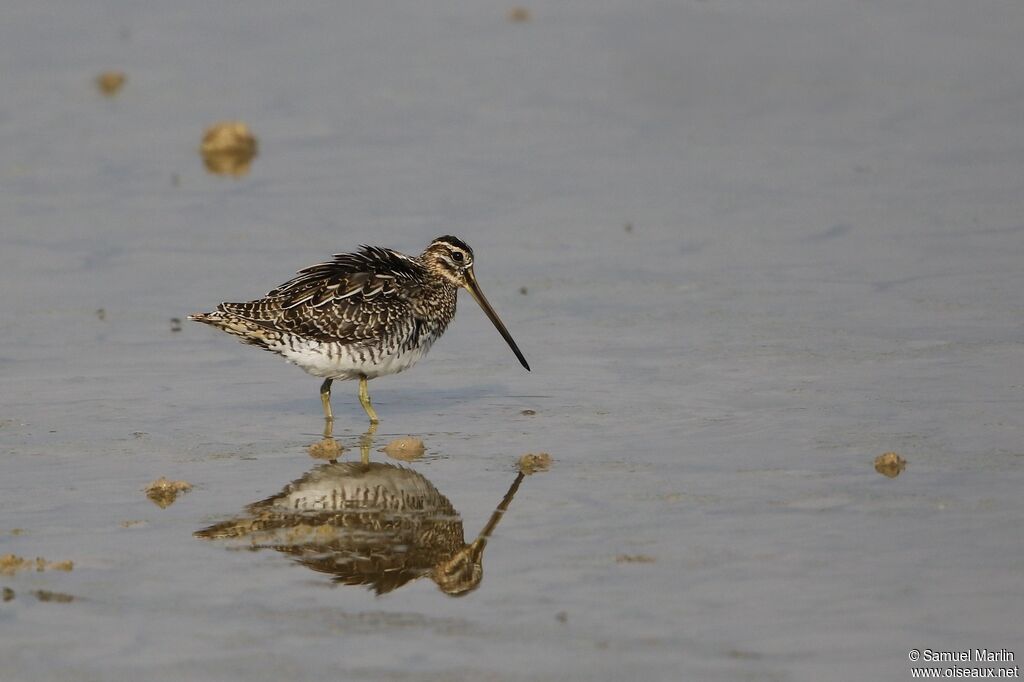 Common Snipeadult