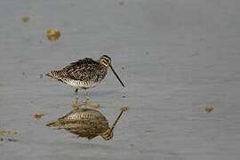 Common Snipe