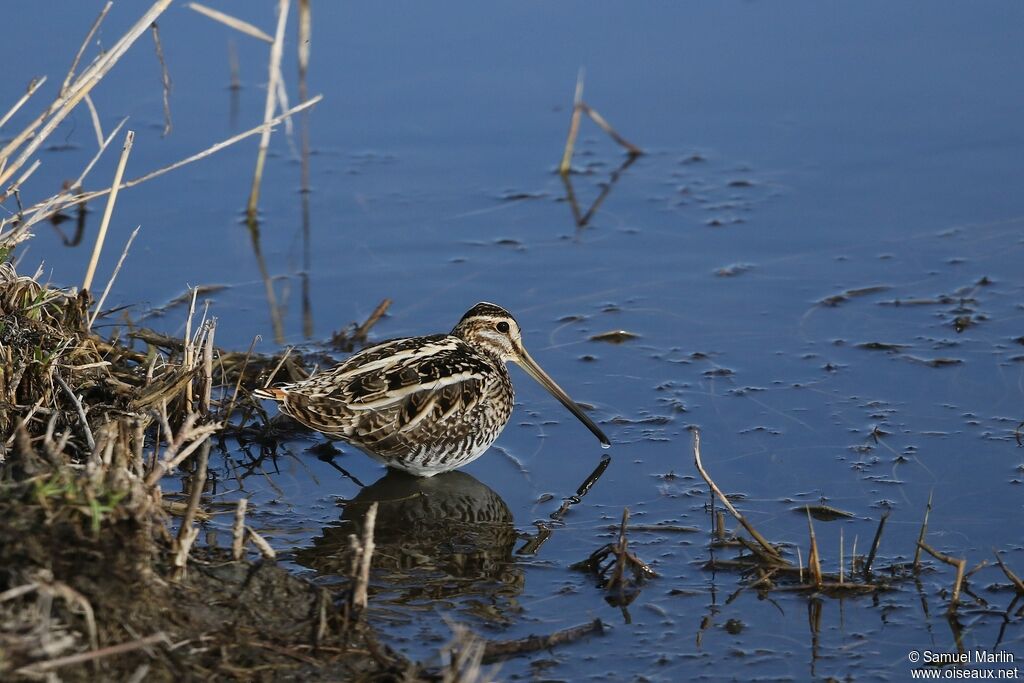 Common Snipeadult