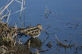 Common Snipe