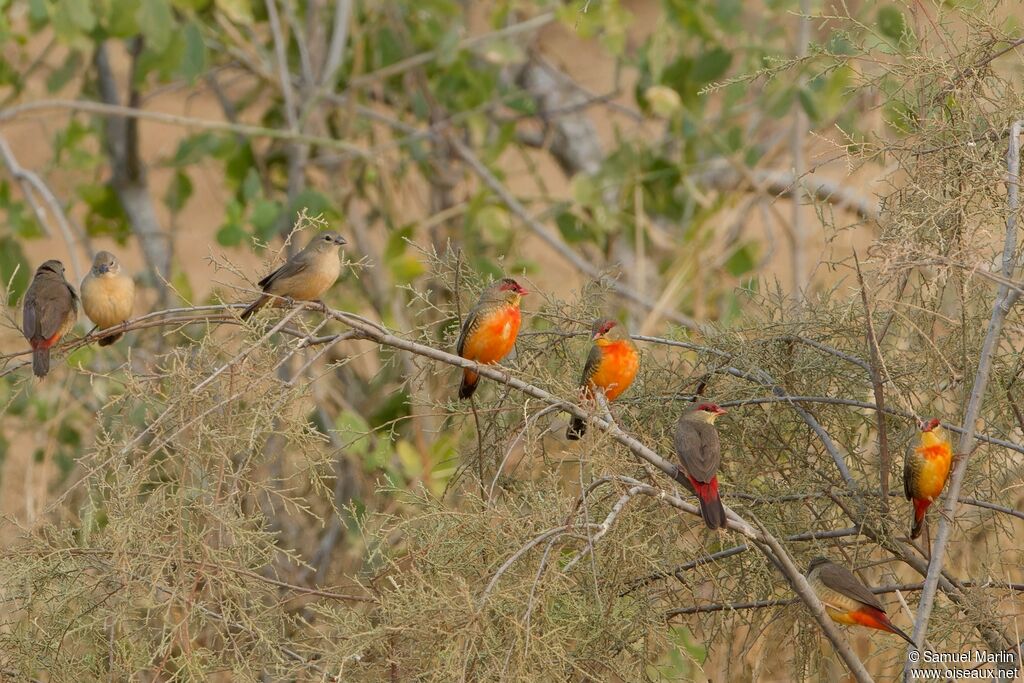 Orange-breasted Waxbilladult