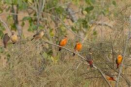 Orange-breasted Waxbill