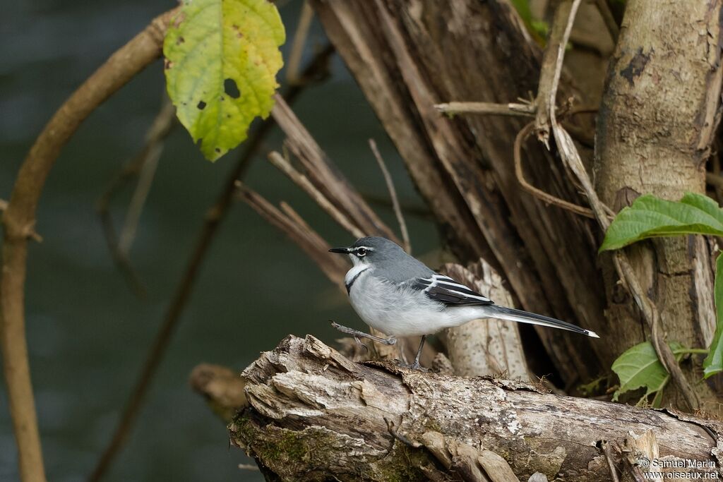 Mountain Wagtailadult