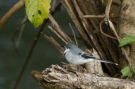 Mountain Wagtail