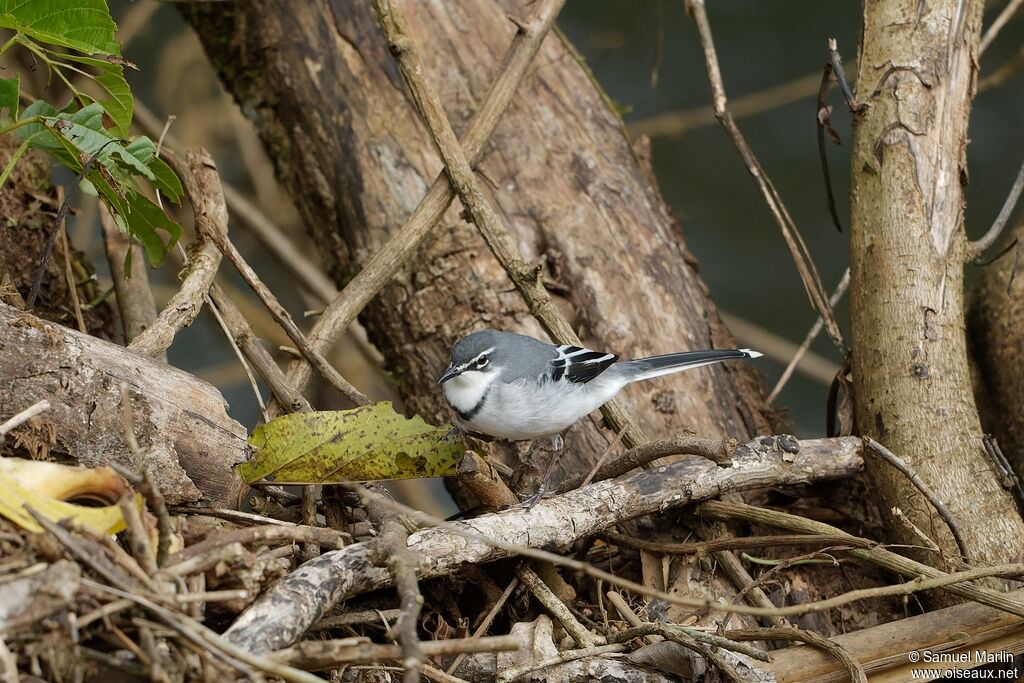 Mountain Wagtailadult