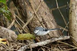 Mountain Wagtail