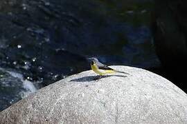 Grey Wagtail