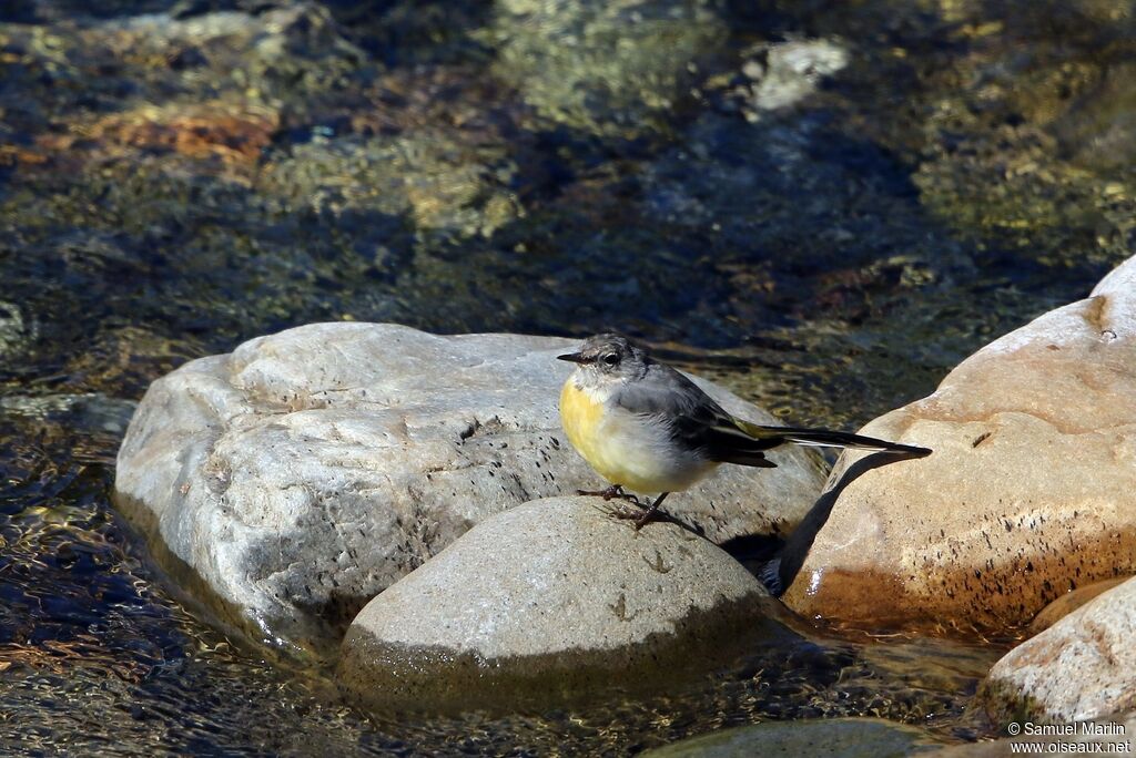 Grey Wagtail female adult