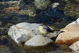 Grey Wagtail