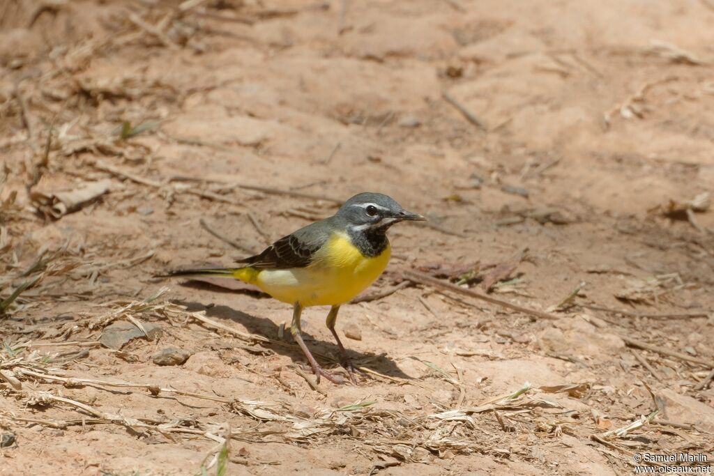 Grey Wagtailadult