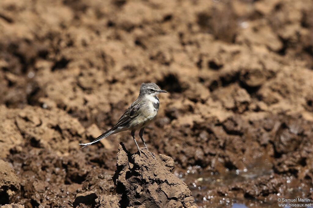 Cape Wagtailadult