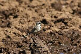 Cape Wagtail