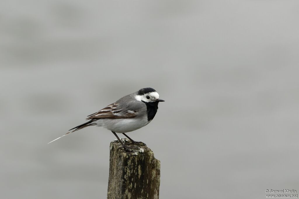 White Wagtailadult