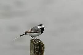 White Wagtail