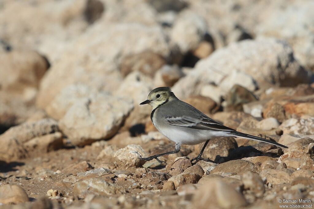 White Wagtailsubadult