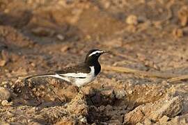 White-browed Wagtail