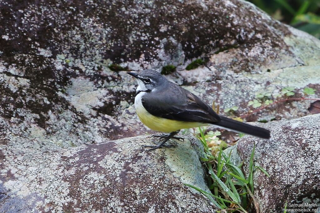 Madagascan Wagtailadult