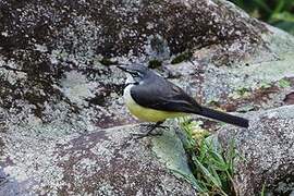 Madagascan Wagtail