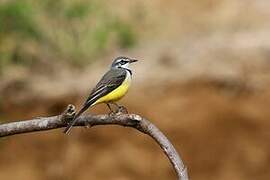 Madagascan Wagtail