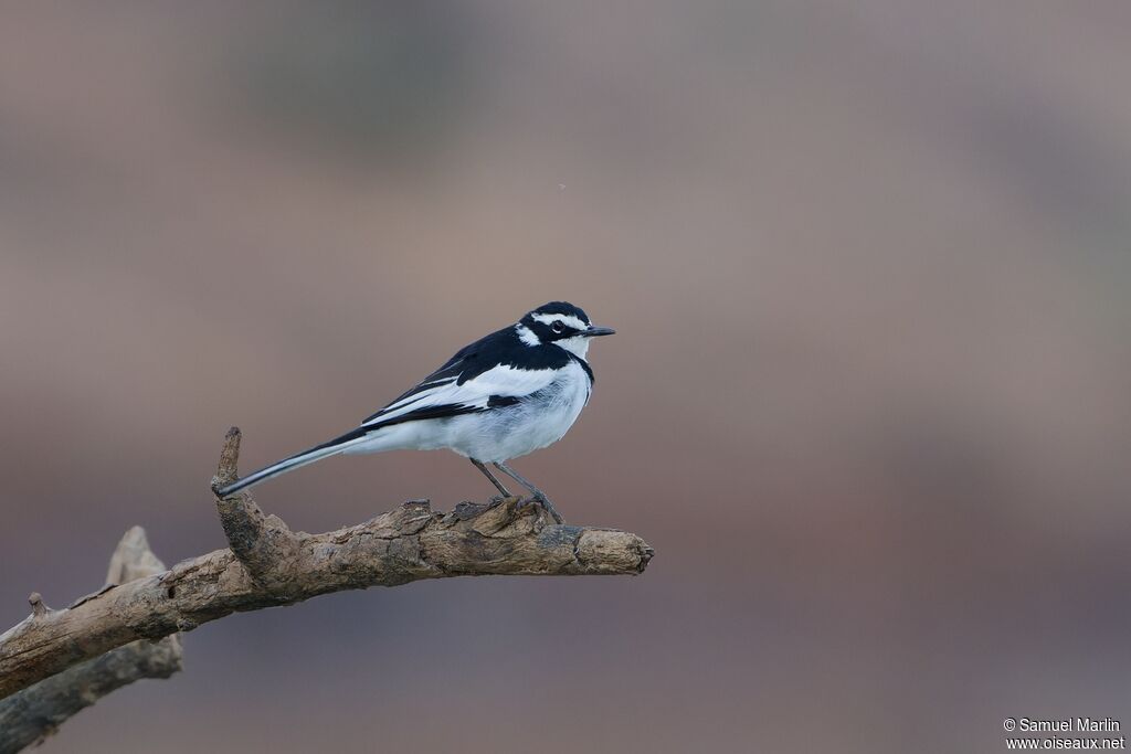 African Pied Wagtail