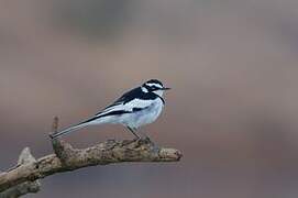 African Pied Wagtail