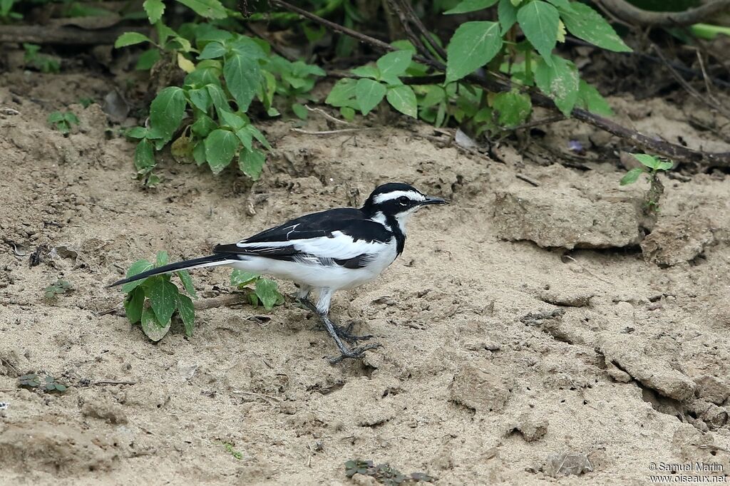 African Pied Wagtailadult