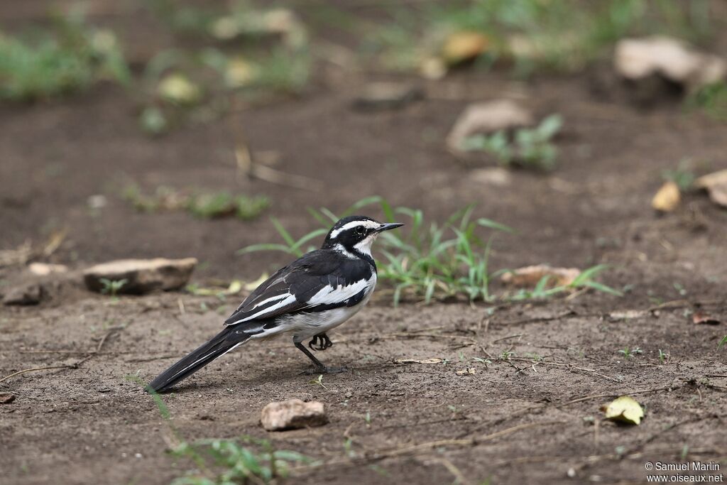 African Pied Wagtailadult