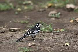 African Pied Wagtail