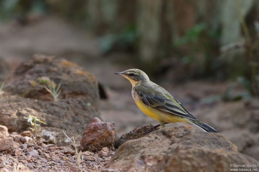 Western Yellow Wagtail