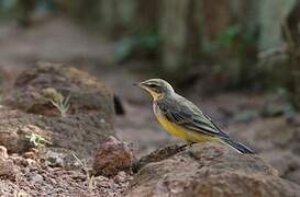 Western Yellow Wagtail