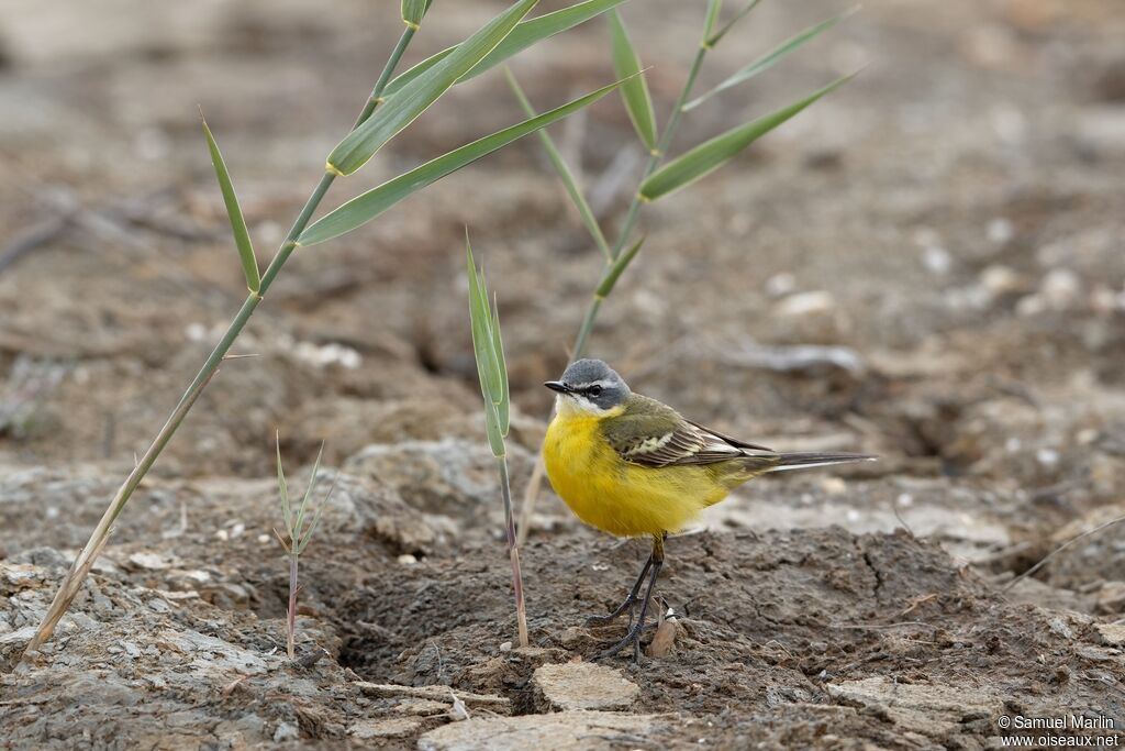 Western Yellow Wagtailadult