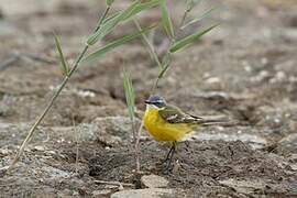 Western Yellow Wagtail