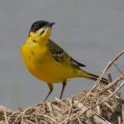 Western Yellow Wagtail