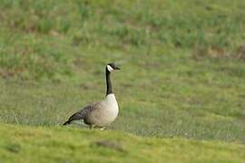 Canada Goose