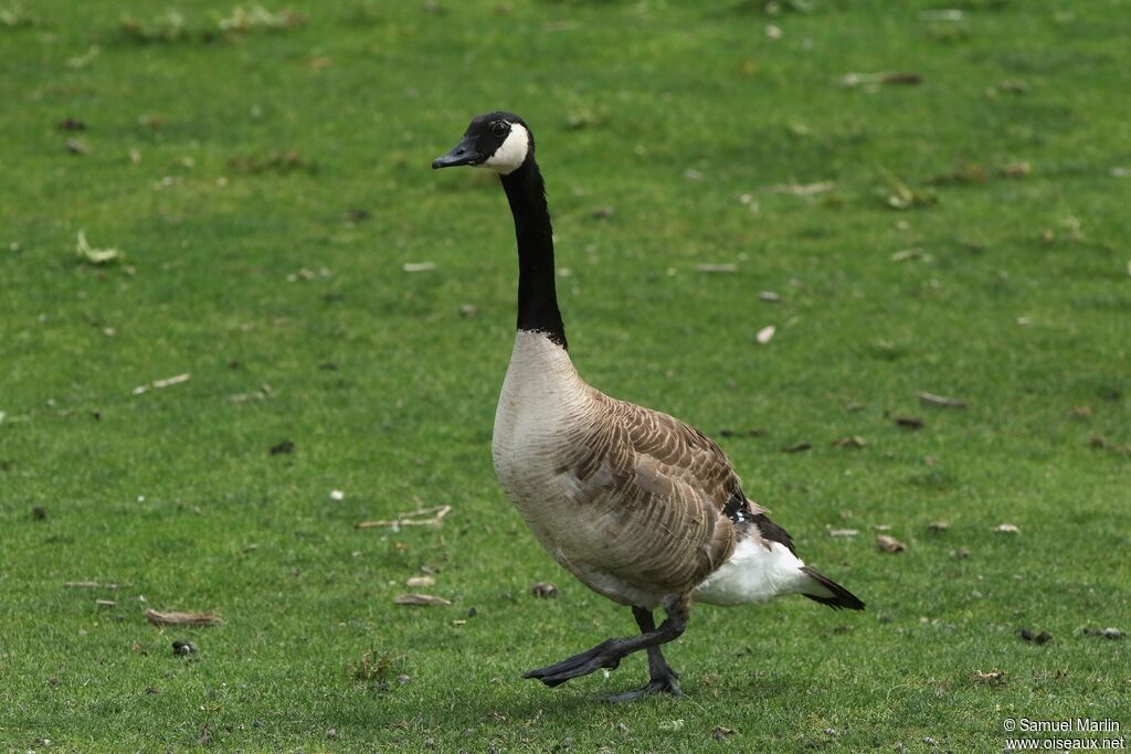 Canada Gooseadult