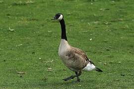 Canada Goose