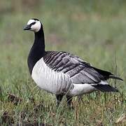 Barnacle Goose