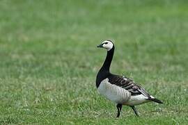 Barnacle Goose