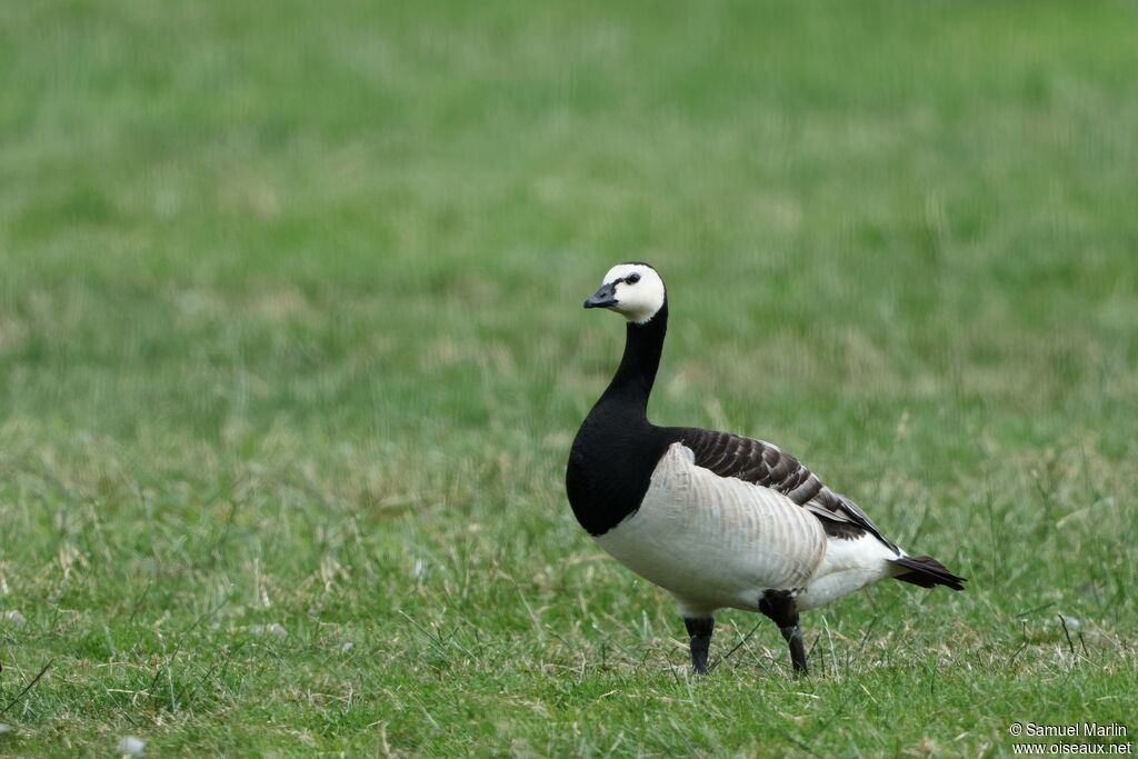 Barnacle Gooseadult