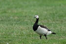 Barnacle Goose