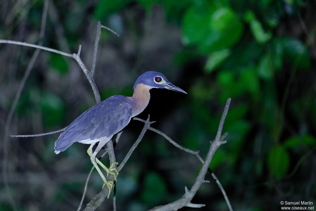 Bihoreau à dos blanc