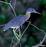 Bihoreau à dos blanc