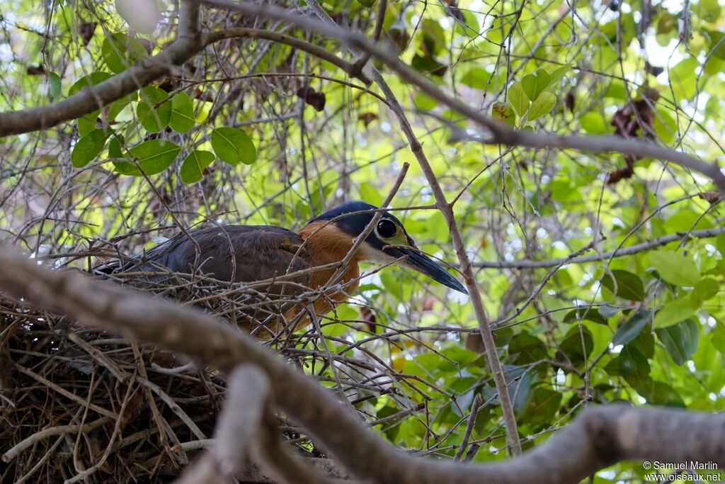 Bihoreau à dos blanc