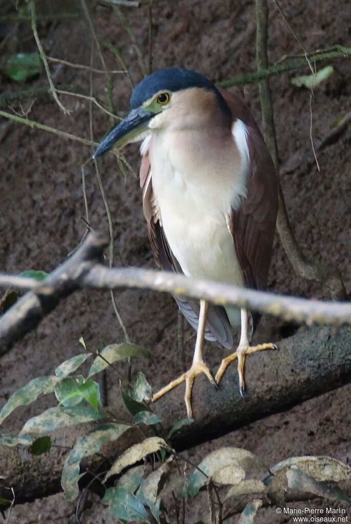 Nankeen Night Heron male adult