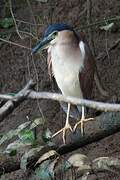 Nankeen Night Heron