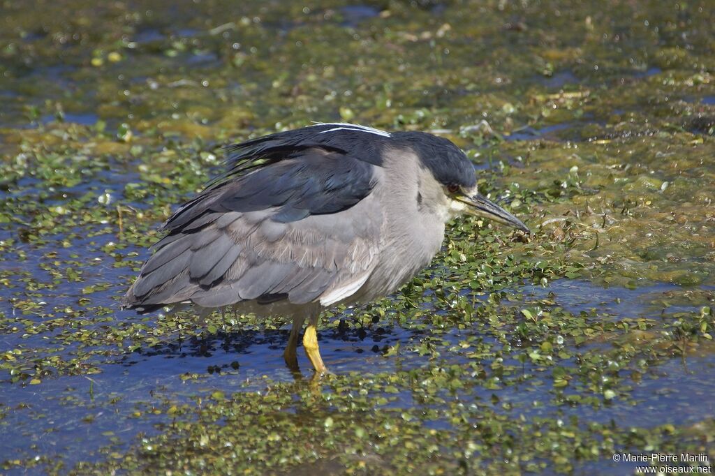 Black-crowned Night Heron male adult