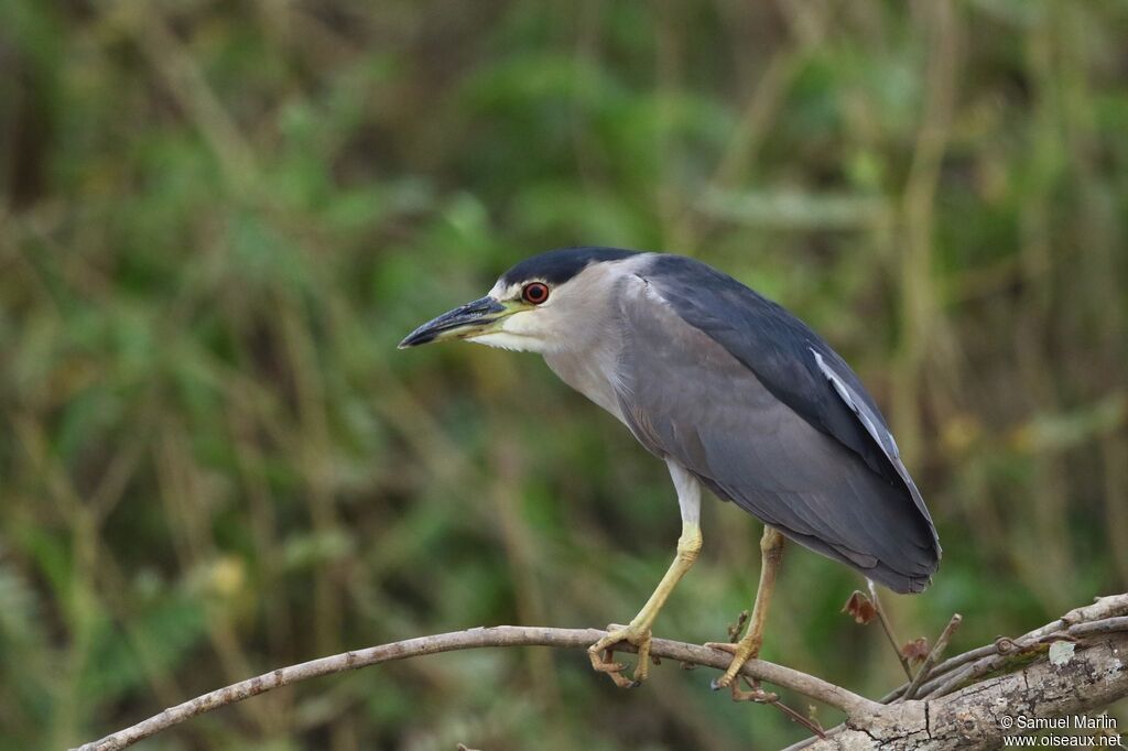 Black-crowned Night Heron male adult